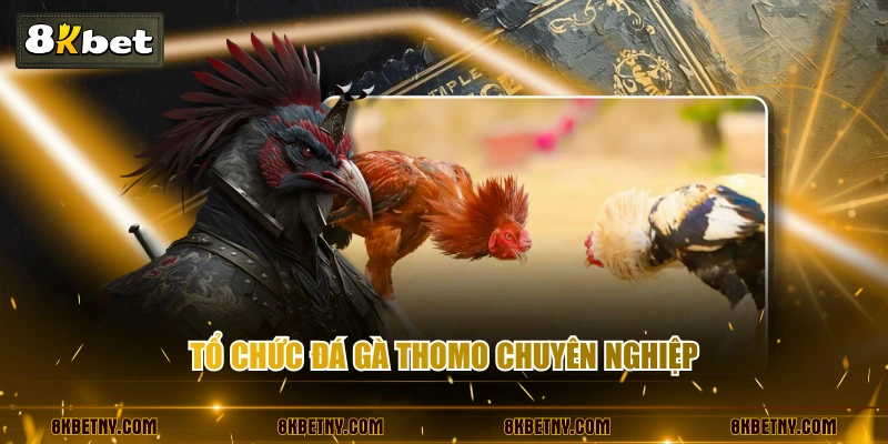 Tổ chức Đá gà Thomo chuyên nghiệp